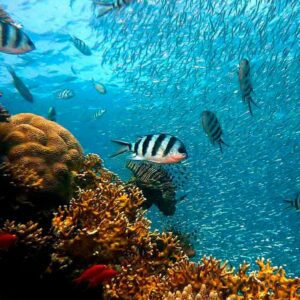 salida buceo javea alicante 003